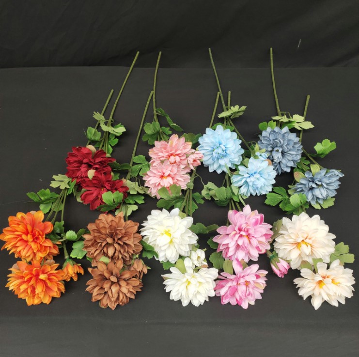 hoa cuc balan mo phong