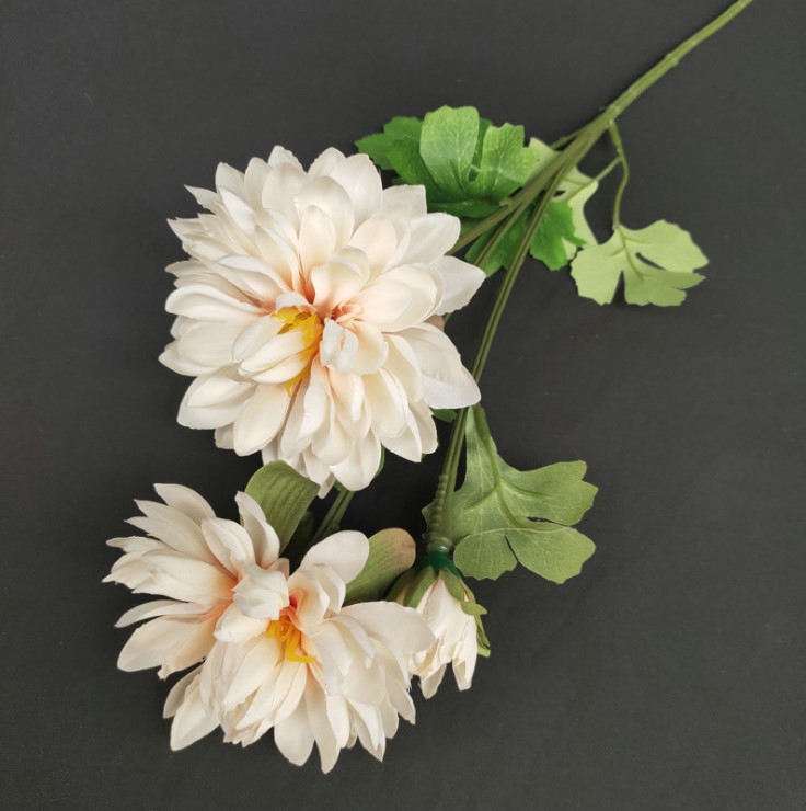 hoa cuc balan mo phong