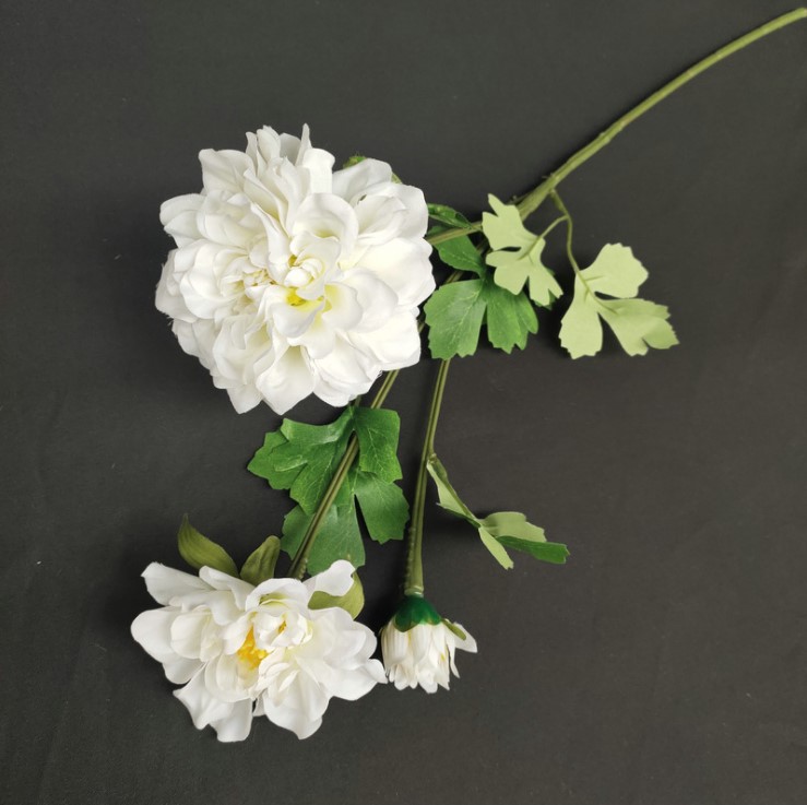 hoa cuc balan mo phong