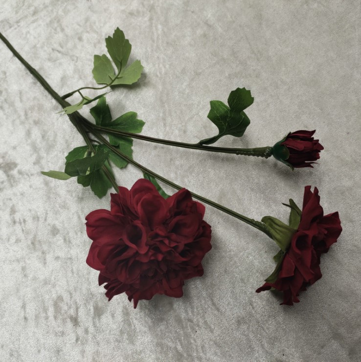 hoa cuc balan mo phong