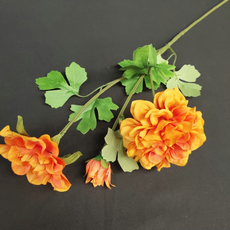 hoa cuc balan mo phong