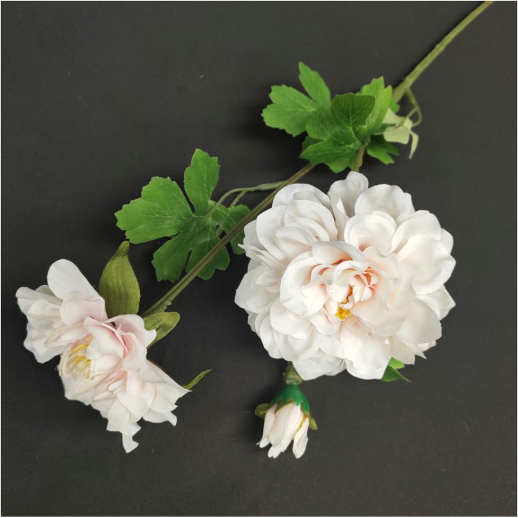 hoa cuc balan mo phong