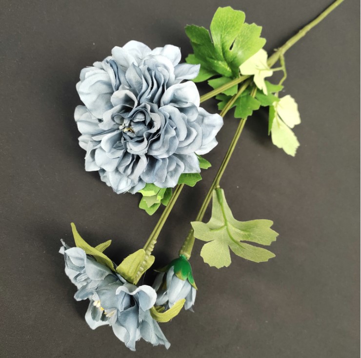 hoa cuc balan mo phong