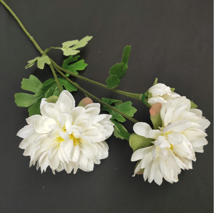 hoa cuc balan mo phong