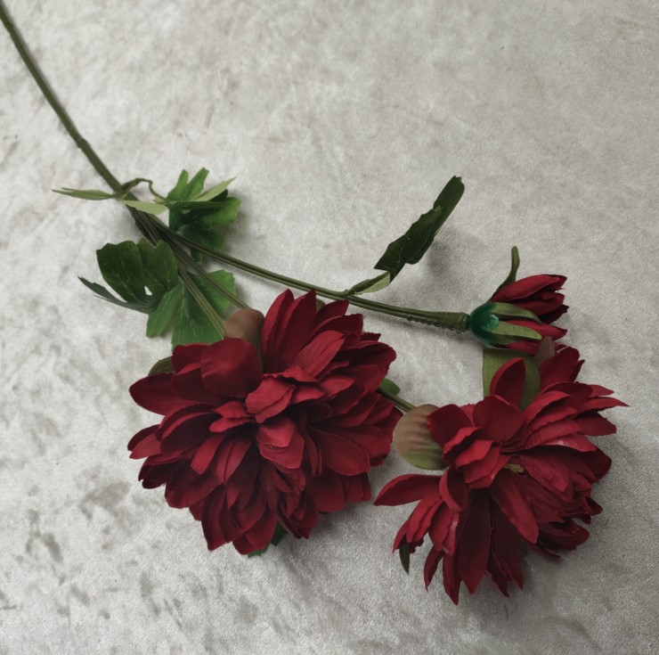 hoa cuc balan mo phong