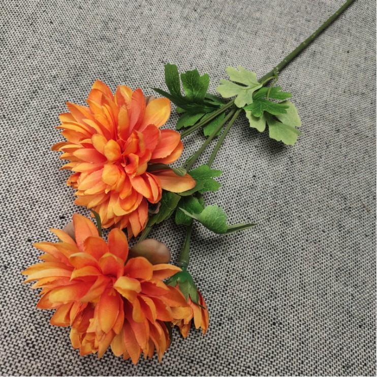 hoa cuc balan mo phong