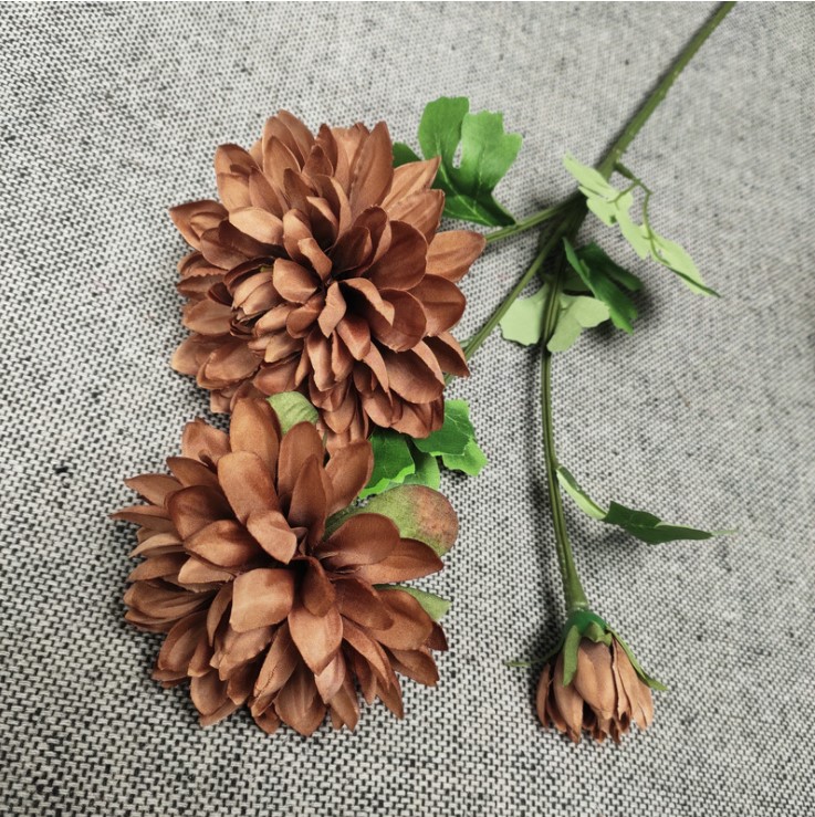 hoa cuc balan mo phong