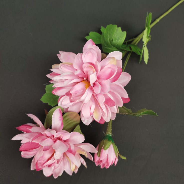 hoa cuc balan mo phong