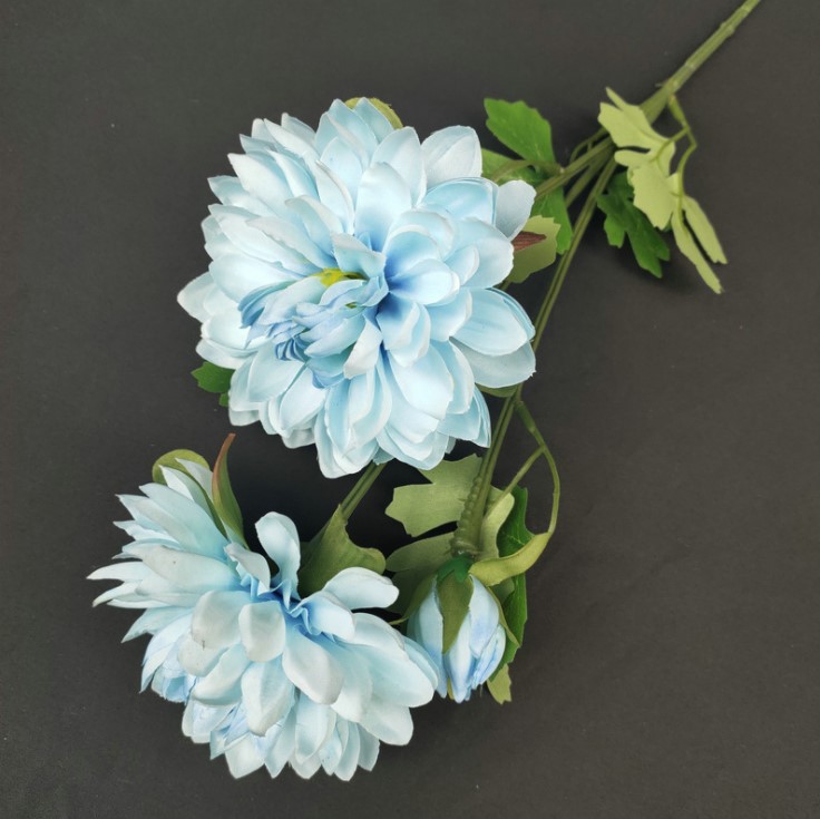 hoa cuc balan mo phong