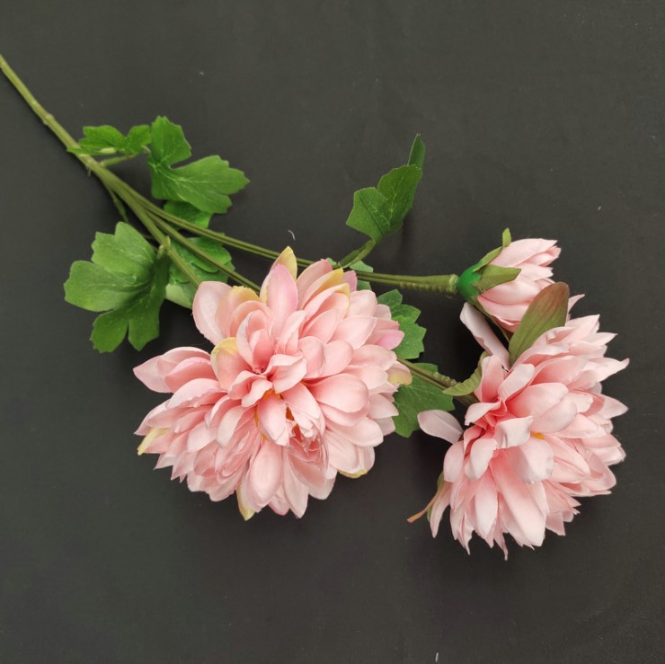 hoa cuc balan mo phong