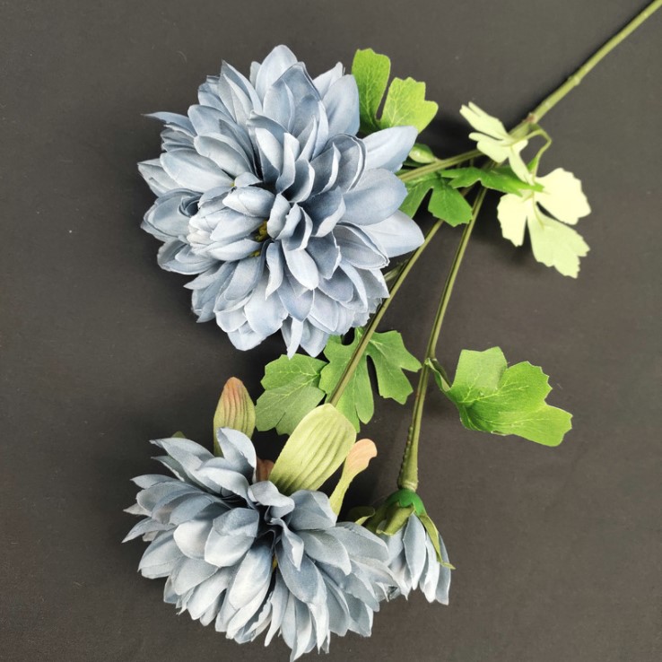 hoa cuc balan mo phong