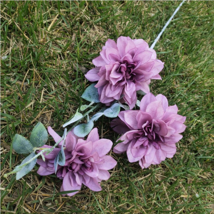 hoa mau don mo phong