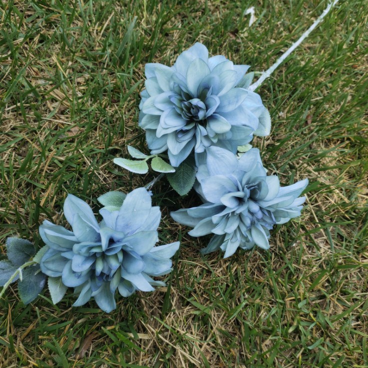 hoa mau don mo phong