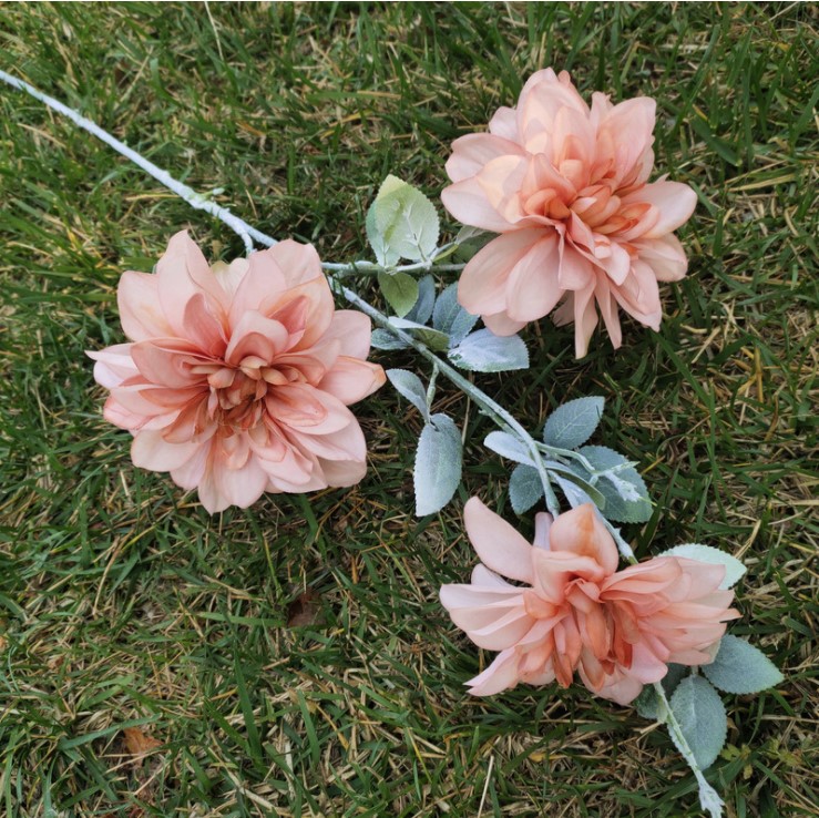 hoa mau don mo phong