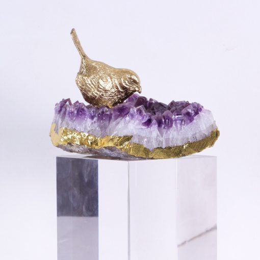 Bộ chim khuyên đang làm tổ
