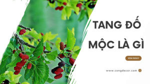 tang do moc la gi
