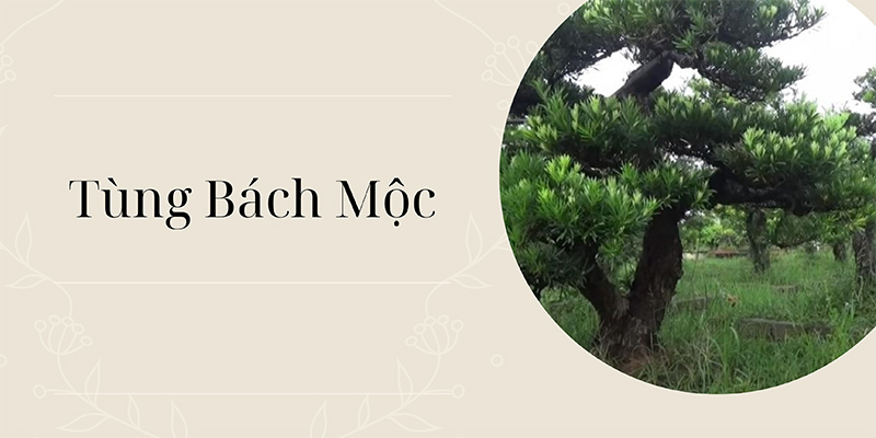 Tùng bách mộc là gì cách lựa chọn quà tặng chuẩn gu