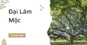 van menh dai lam moc trong nam 2022