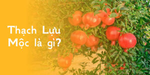 Thạch lựu mộc là gì