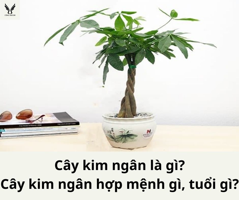 Cây kim ngân là gì? Cây kim ngân hợp mệnh gì, tuổi gì?